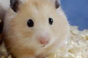 怎样才能把仓鼠养好