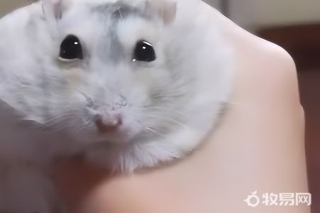 养仓鼠需要什么