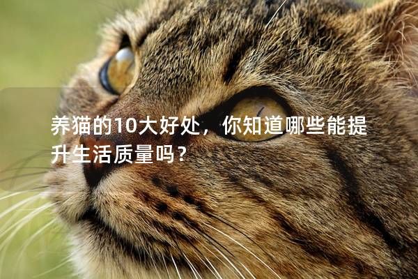 养猫的10大好处，你知道哪些能提升生活质量吗？