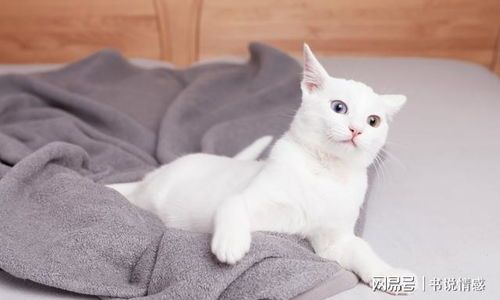 猫咪训练:培养好习惯,提升生活品质