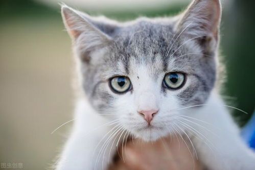 猫咪训练:培养好习惯,提升生活品质