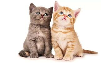解码猫咪喜好,提升宠物生活品质