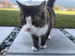 解码猫咪喜好,提升宠物生活品质