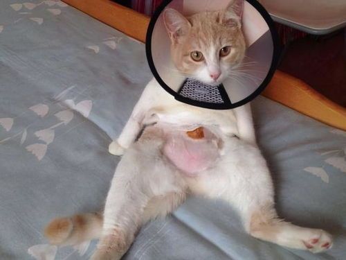 猫咪绝育,为何能提升其生活质量?
