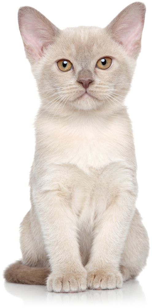 宠物猫咪生病在线咨询问诊