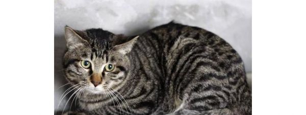 探究中国狸花猫的饲养方法（从喂食到日常护理，全面指南助您成为狸花猫“爸妈”）