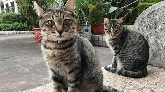 探究中国狸花猫的饲养方法（从喂食到日常护理，全面指南助您成为狸花猫“爸妈”）