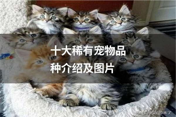 十大稀有宠物品种介绍及图片