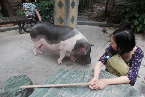 深圳女子养200斤宠物猪，朋友出8万不卖，网友：猪的命真好