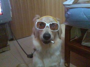 狗狗背上怎么会长出这么个包呀?