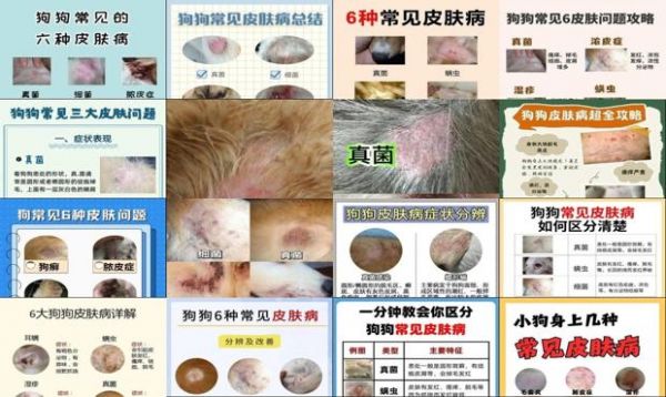 狗狗皮肤病图片判断