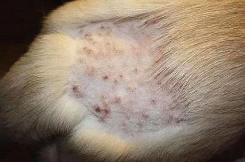 狗狗皮肤病,营养食谱推荐!