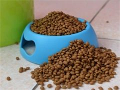 伯纳天纯无谷低敏猫粮