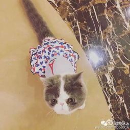 “热带鱼:明星宠物的别称揭秘”