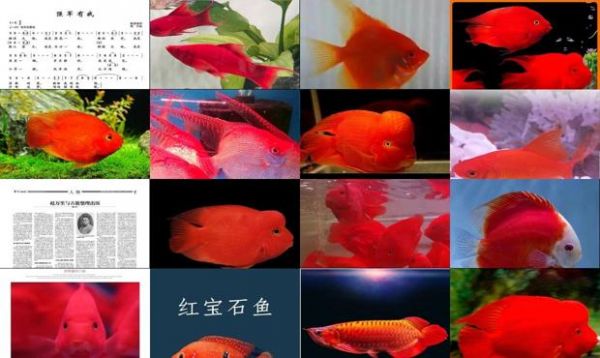 红色的热带鱼有什么品种