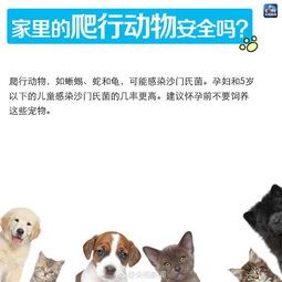 宠物小狗怀孕?这些迹象告诉你!