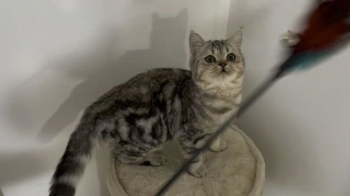 宠物狗怀孕周期多久?