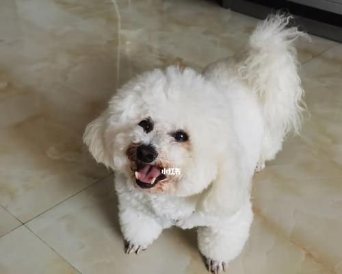 比熊怀孕后不吃狗粮怎么办？比熊怀孕期间饮食如何调整？