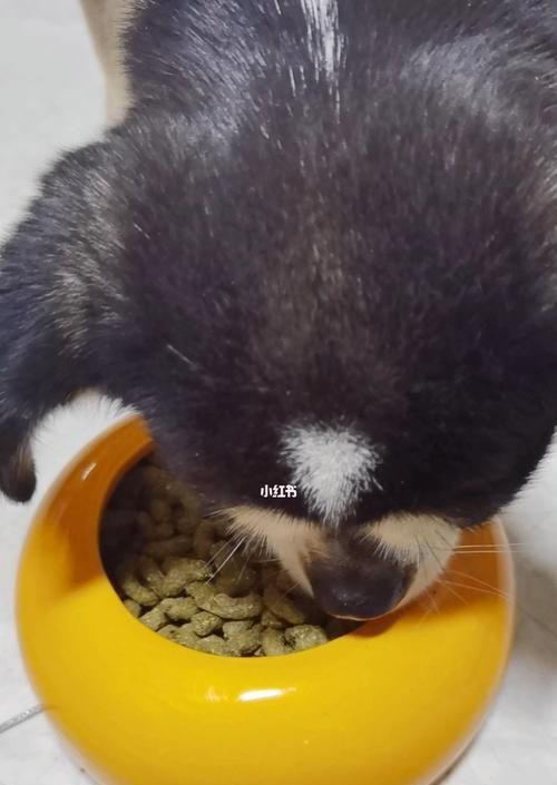 怀孕的宠物狗能吃紫薯吗（了解一下狗狗怀孕期间的饮食注意事项）