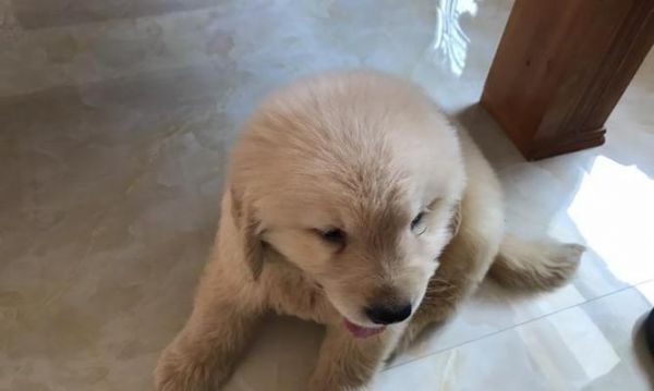 宠物狗怀孕一直吐怎么办（如何帮助你的狗狗缓解孕期反应）