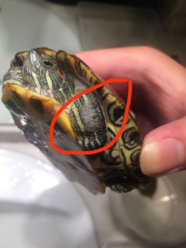 巴西龟这样是什么情况?腐皮症嘛?急