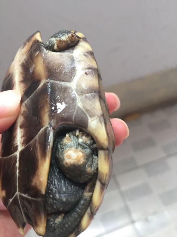淘宝买的龟 草龟多处腐皮