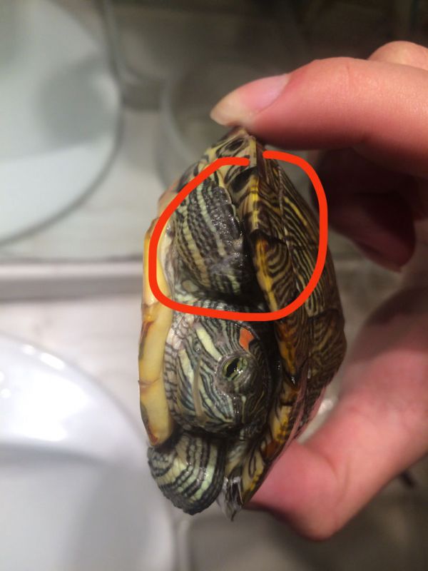 巴西龟这样是什么情况?腐皮症嘛?急