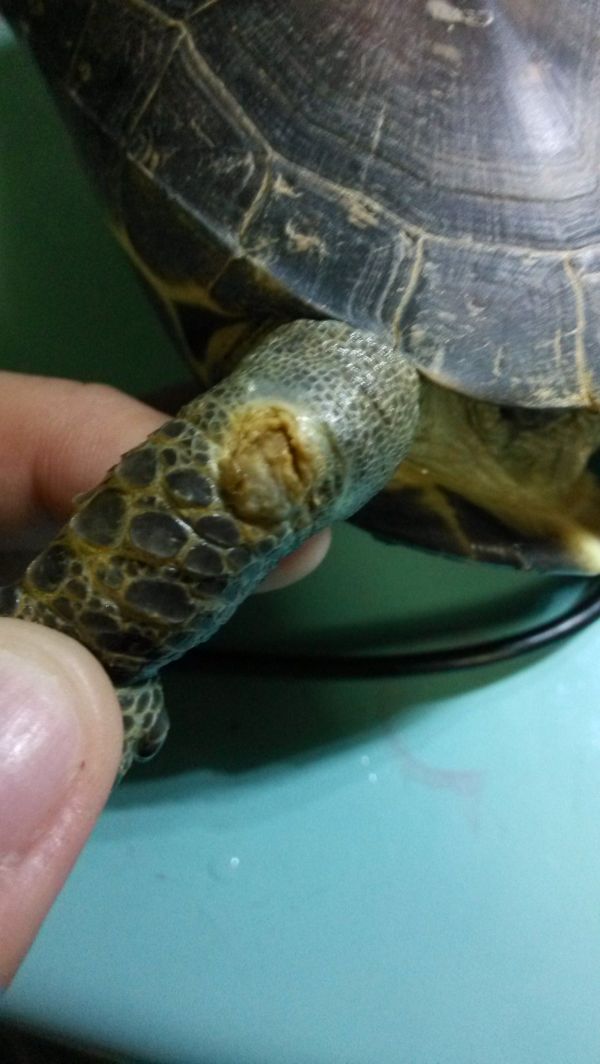 我家的草龟前脚皮腐烂了,有三张近照可供各位参考.
