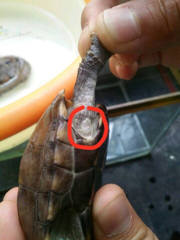乌龟四肢和眼眶发淡黄色,是腐皮吗?不用药能好吗?