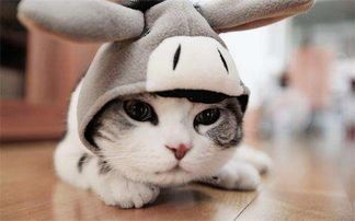 猫咪产业,如何实现可持续发展?