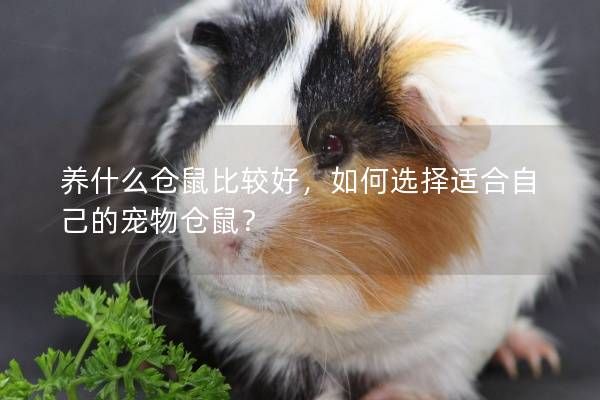 养什么仓鼠比较好，如何选择适合自己的宠物仓鼠？