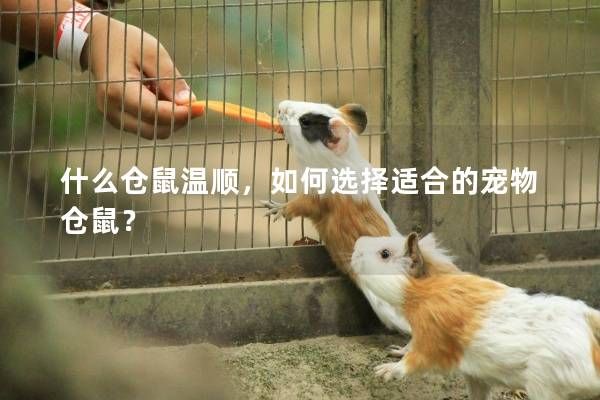 什么仓鼠温顺，如何选择适合的宠物仓鼠？
