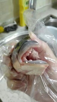 黑色鱼种推荐:养哪种鱼能吸引你的宠物?