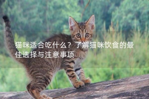 猫咪适合吃什么？了解猫咪饮食的最佳选择与注意事项