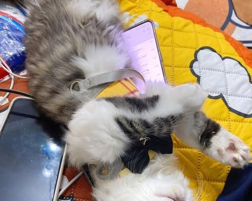 狗老是爱吃猫粮怎么办啊？如何纠正狗狗的饮食习惯？