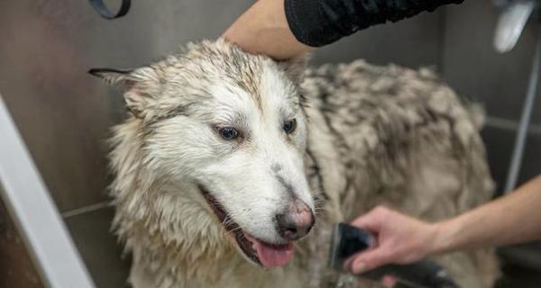 如何给宠物狗洗澡？（让你的爱犬变得更健康美丽）