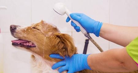 如何给宠物狗洗澡？（让你的爱犬变得更健康美丽）