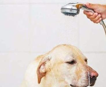 如何给宠物狗洗澡？（让你的爱犬变得更健康美丽）