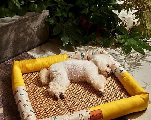 如何彻底清洗你的爱犬的窝（宠物养护）