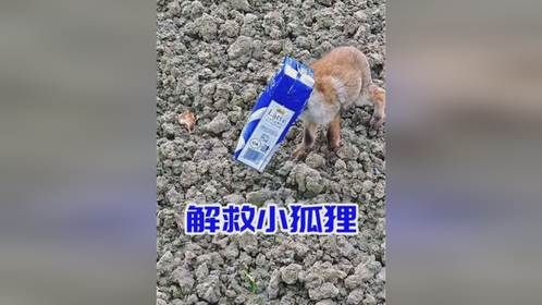 小狐狸的头被牛奶纸盒套住，发觉有人时，它充满了求助