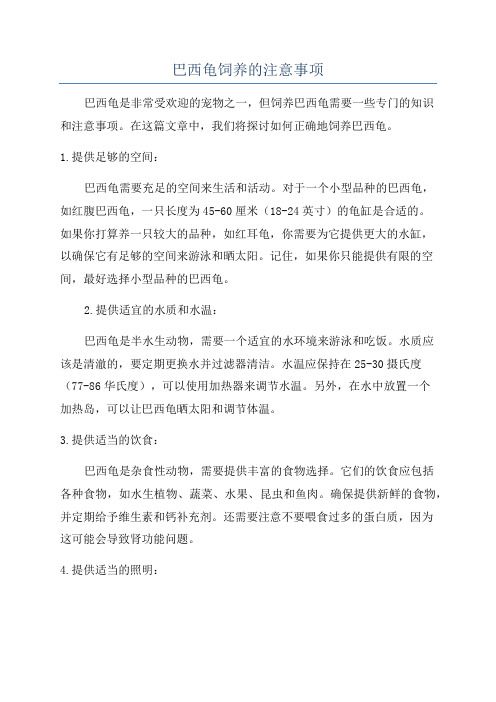 巴西龟饲养的注意事项