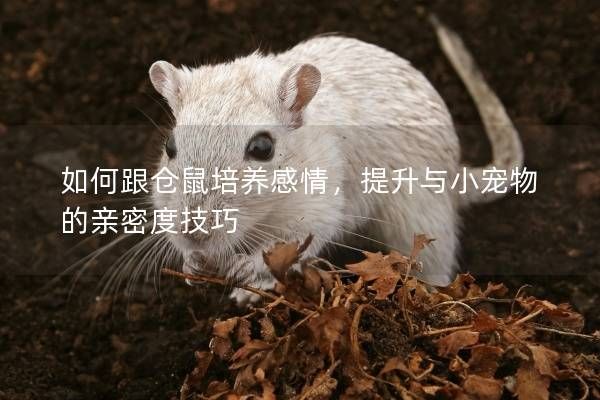 如何跟仓鼠培养感情，提升与小宠物的亲密度技巧