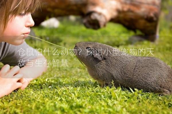仓鼠怕什么动物？探讨小型宠物的天敌与生存智慧