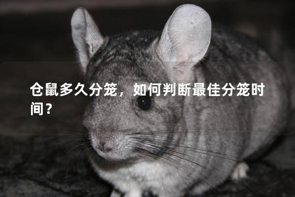 仓鼠多久分笼，如何判断最佳分笼时间？