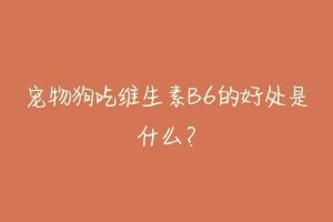 宠物狗吃维生素B6的好处是什么?
