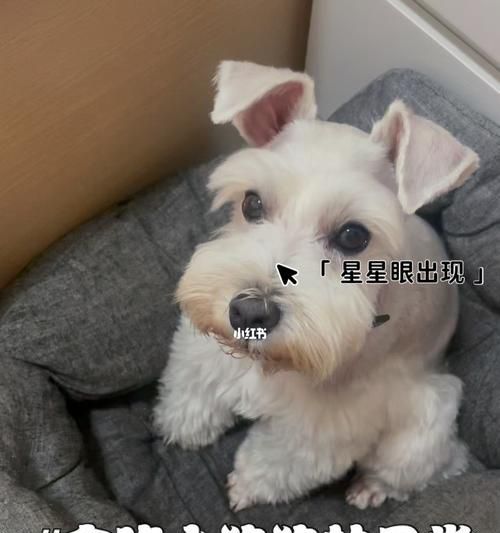 雪纳瑞饮食指南（如何为你的宠物提供健康的饮食？）