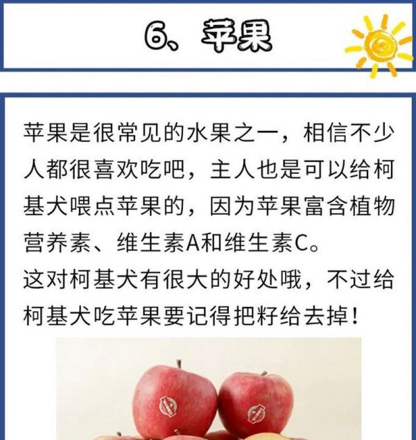 柯基犬10个月龄饮食指南（为你的宠物提供适宜的食物，让它健康成长）