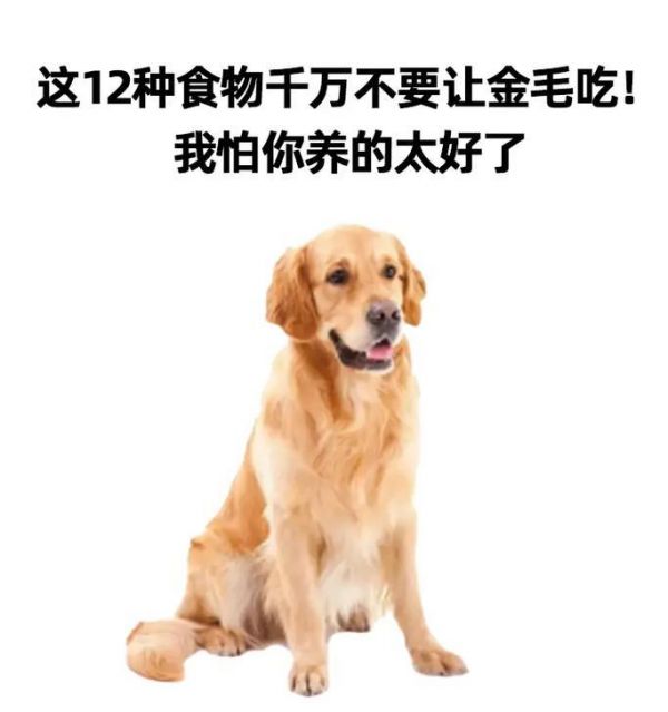 柯基犬10个月龄饮食指南（为你的宠物提供适宜的食物，让它健康成长）