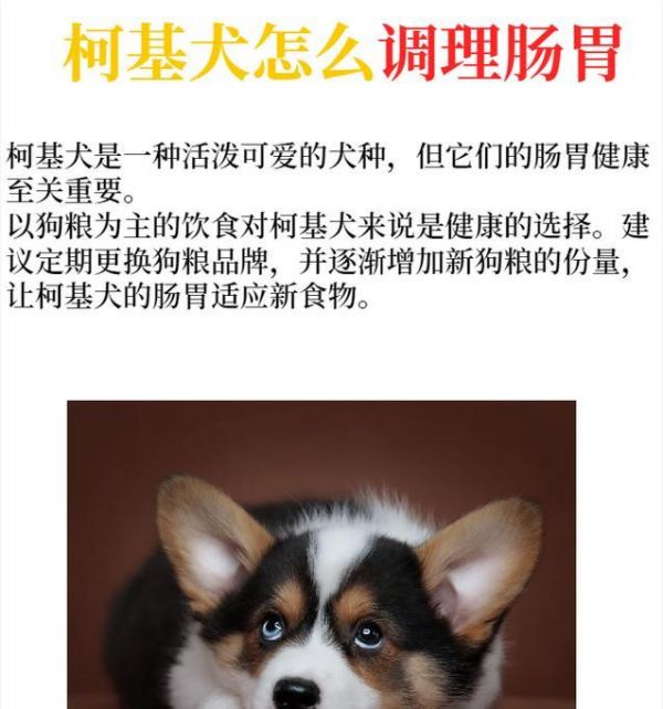 柯基犬10个月龄饮食指南（为你的宠物提供适宜的食物，让它健康成长）