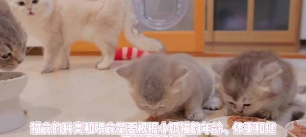 幼猫饮食指南（了解幼猫的饮食需求，打造健康的成长环境）
